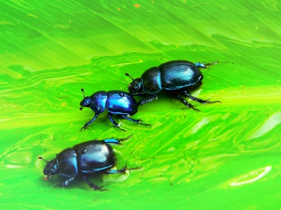 Riffle beetles