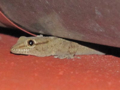 Ringed wall gecko