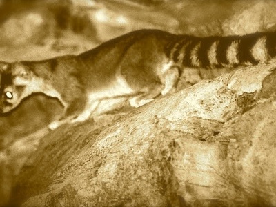 Ringtail