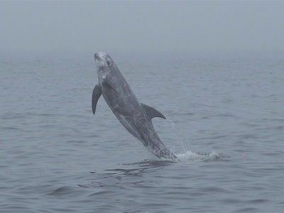 Risso's dolphin