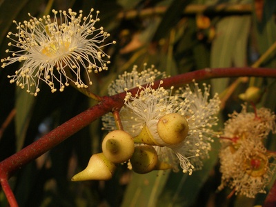 River red gum (introduced)