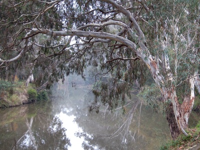 River red gum (naturalized)