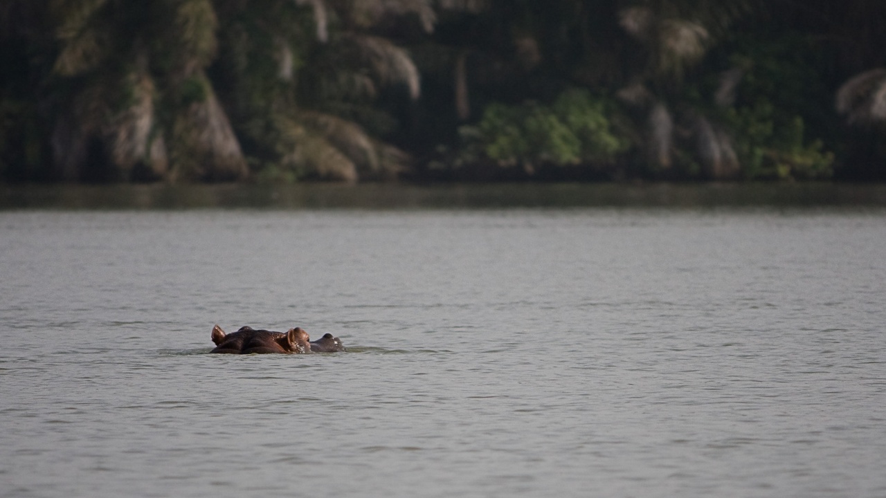 Boat on the River Gambia with hippos and riverine wildlife