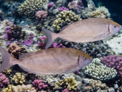 Rivulated rabbitfish