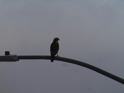 Roadside Hawk