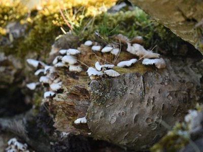 Rock-inhabiting fungus