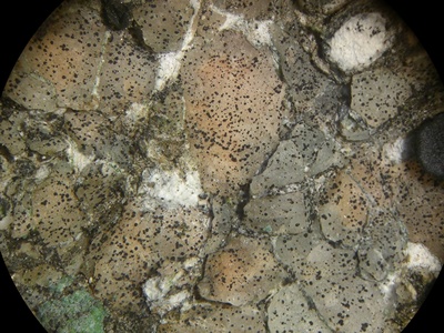 Rock black fungus