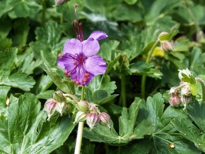 Rock Cranesbill