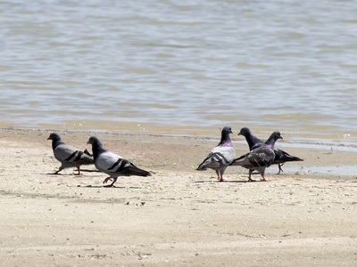Rock Dove (feral/pigeon)