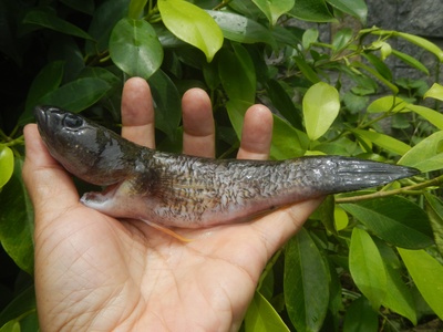 Rock goby