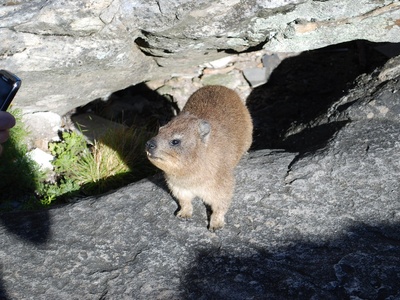 Rock hyrax