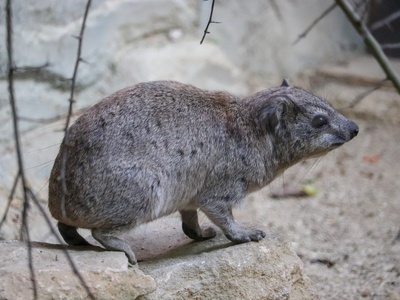 Rock Hyrax