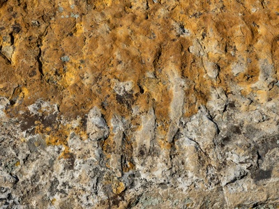 Rock lichen (sandstone)