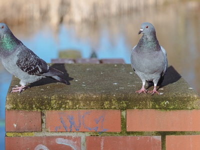 Rock pigeon