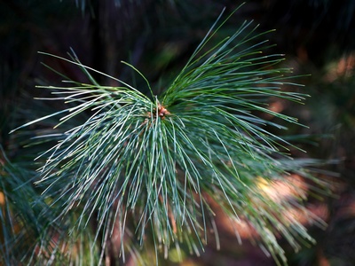 Rock pine (Pinus mugo dwarf)