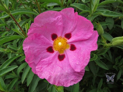 Rockrose (Cistus)