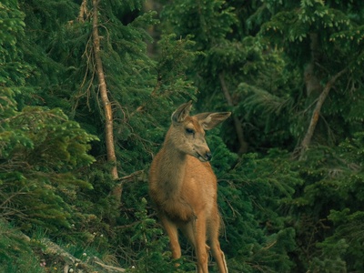 Roe deer (srnec obecný)
