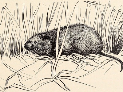 Root vole