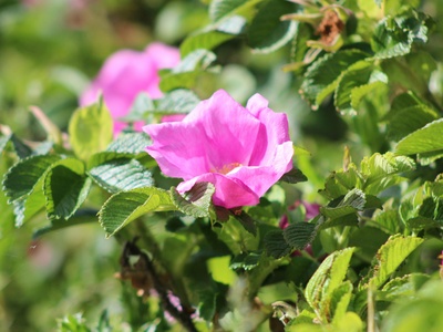 Rosa rugosa