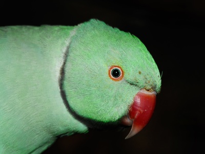 Rose-ringed parakeet