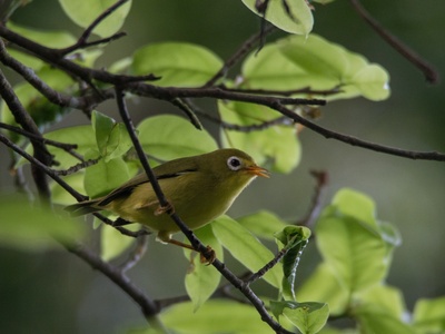 Rota Bridled White-eye