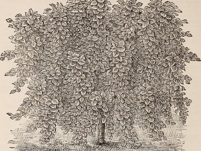 Rough-leaved Elm