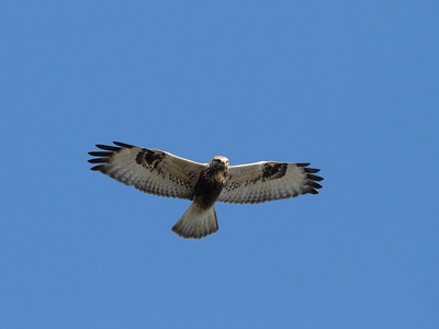 Rough-legged Buzzard