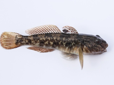 Round goby (invasive)