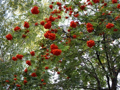 Rowan (mountain ash) berry