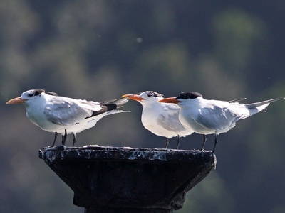 Royal Tern