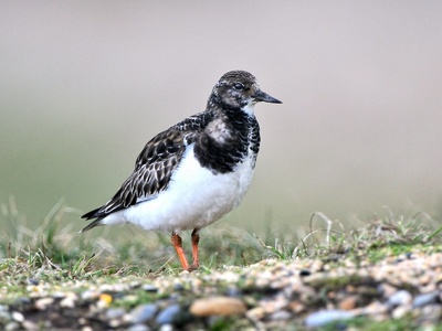 Ruddy turnstone