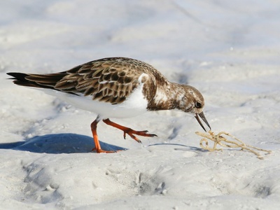 Ruddy Turnstone