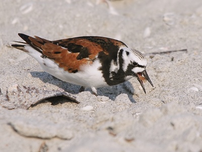 Ruddy Turnstone