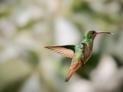 Rufous-tailed Hummingbird
