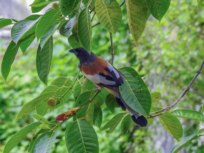 Rufous Treepie