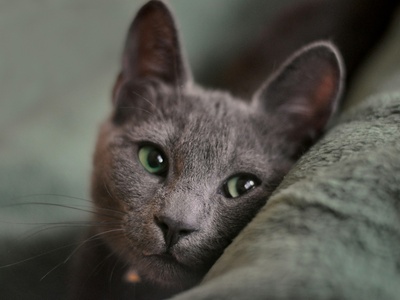 Russian Blue