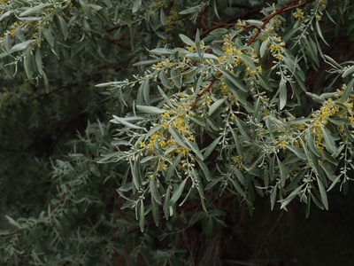 Russian olive