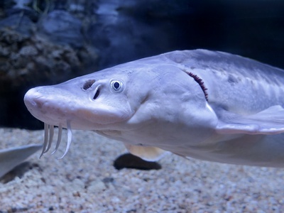 Russian sturgeon