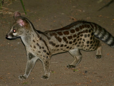 Rusty-spotted Genet