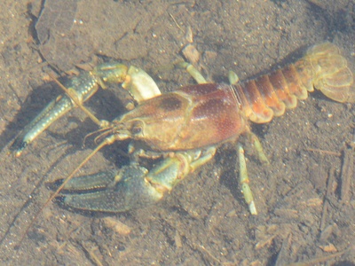 Rusty crayfish