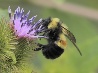 Rusty patched bumblebee