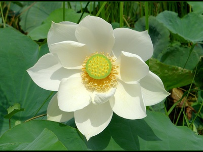 Sacred lotus