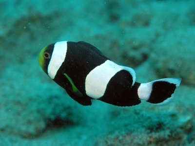 Saddleback clownfish
