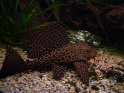 Sailfin catfish (pleco)