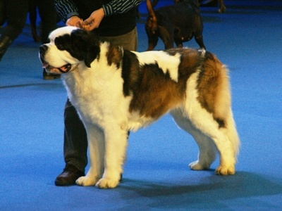 Saint Bernard (Long Haired)