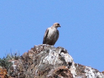 Saker falcon