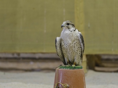 Saker falcon