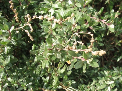 Saltbush