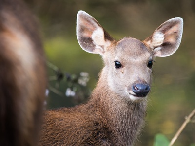 Sambar deer