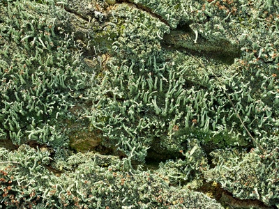 Sand crust lichen